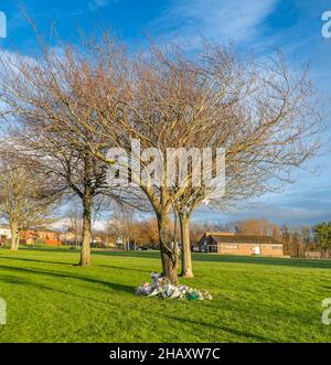 Newhame Rd, Montrose, Angus, Écosse, Royaume-Uni 15th de déc 2021 :En photo - Un arbre seul, adjacent à la scène, devient une zone que les membres du public ont choisi de pleurer la mort de la femme de 61 ans qui est morte, après qu'elle a été frappée par une voiture en marchant le long du trottoir.Les gens ont décoré l'arbre avec des étoiles, des fées, et des lumières de fées.L'arbre est entouré de fleurs, qui contiennent des messages personnels à la femme qui est décédée tragiquement le 11th décembre 2021.Credit:Barry Nixon/Alay Live News Banque D'Images