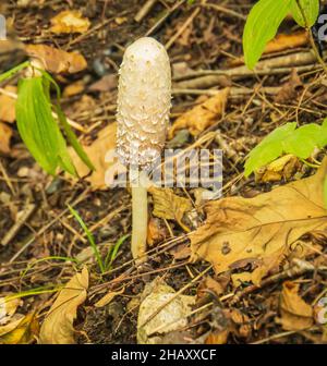 champignons dans les bois Banque D'Images