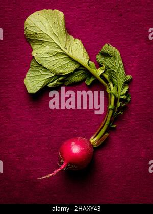 Vue de dessus de la composition de radis rouge mûr frais avec des feuilles vertes de bots placées sur fond rose foncé Banque D'Images