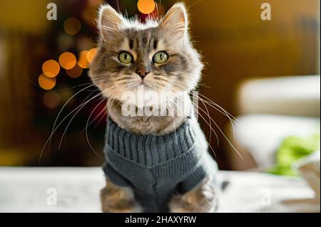 Mignon chat domestique en tabby gris avec longs whiskers en costume chaud tricoté assis sur un lit confortable dans la chambre avec guirlande de Noël lumineuse Banque D'Images