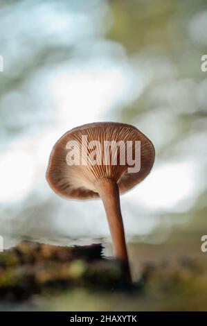 Macro de champignon Lactarius brun qui pousse sur couvert de tronc d'arbre de mousse en forêt Banque D'Images