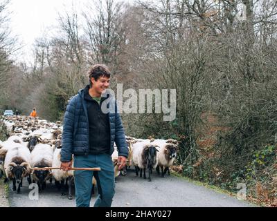 Joyeux jeune berger masculin dans des vêtements décontractés souriant tout en déplaçant un troupeau de moutons sur la route asphaltée au milieu des arbres sans feuilles le jour d'automne nuageux en Navarre Banque D'Images