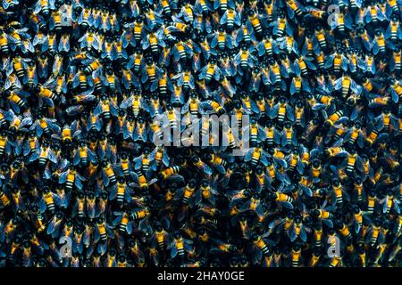 Arrière-plan plein cadre d'un grand groupe d'abeilles sauvages noires et jaunes recueillies ensemble dans l'essaim Banque D'Images
