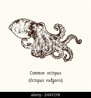 L'octopus commun (Octopus vulgaris). Dessin d'une boisée noire et blanche avec inscription. Banque D'Images