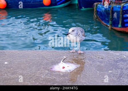 Mouette en face des poissons à rayons sur un sol en béton au quai Banque D'Images