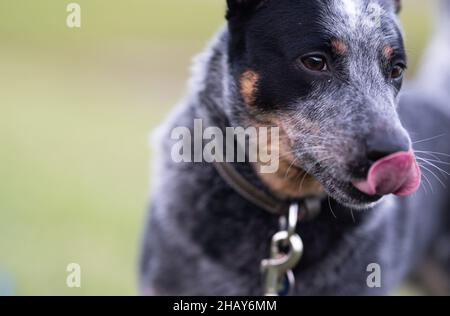 Portrait d'un chien mignon léchant son nez Banque D'Images