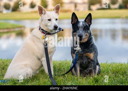 Couple de chiens blancs et noirs assis sur l'herbe près d'un étang Banque D'Images