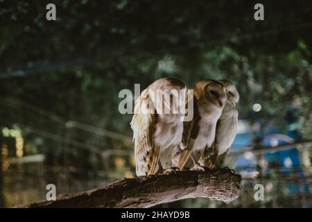 Des têtes blanches et brunes assises sur un arbre la nuit et regardant vers l'avant avec un arrière-plan vert Banque D'Images