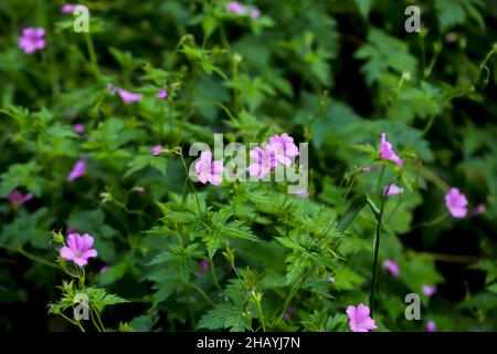 Fleurs d'un sanglant Cranesbill ou d'un projet de loi de Crane ou d'un Storksbill - Geranium - en été, Bavière, Allemagne, Europe Banque D'Images