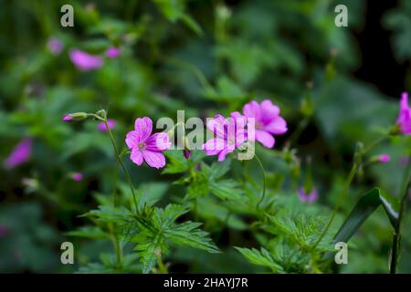Fleurs d'un sanglant Cranesbill ou d'un projet de loi de Crane ou d'un Storksbill - Geranium - en été, Bavière, Allemagne, Europe Banque D'Images