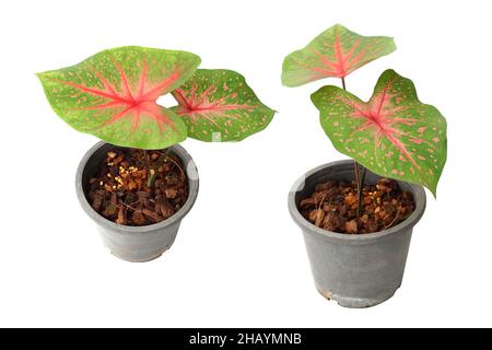 Caladiums plante bicolore isolée sur fond blanc Banque D'Images