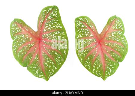 Caladiums plante bicolore isolée sur fond blanc Banque D'Images