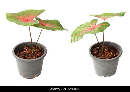 Caladiums plante bicolore isolée sur fond blanc Banque D'Images