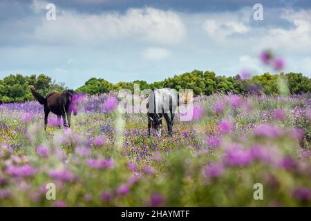 Deux chevaux paître parmi les fleurs sauvages dans un pré, Canos de Meca, Cadix, Andalousie, Espagne Banque D'Images