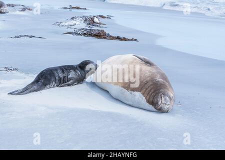 Phoque du Sud de l'éléphant (Mirounga leonina), femelle qui nourrit son chiot, île Sea Lion, îles Falkland, Amérique du Sud Banque D'Images