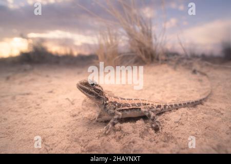 Dragon peint sauvage (Ctenophorus pictus) dans des dunes de sable au crépuscule, en Australie Banque D'Images