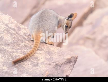 joey (Petrogale xanthopus), rock-wallaby sauvage à pieds jaunes, debout sur des rochers, en Australie Banque D'Images