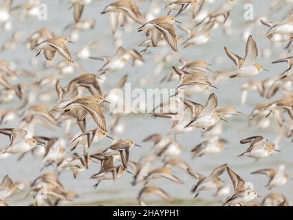 Dunlins survolant le littoral de la Colombie-Britannique. Banque D'Images