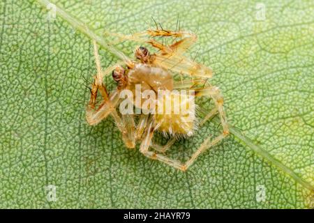 Homme d'araignée tisserand, Eriovixia laglaizei, Satara, Maharashtra, Inde Banque D'Images