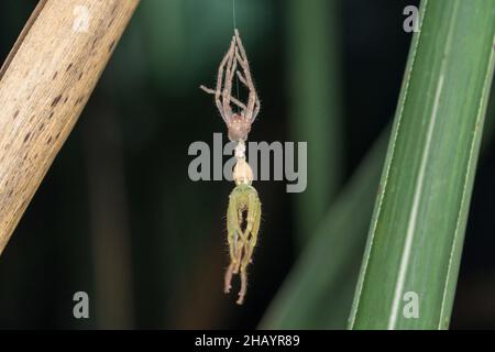 Molating Green huntsman Spider après molating, olios milleti, Pune, Maharashtra, Inde Banque D'Images