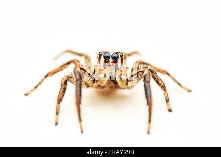 Portrait de l'araignée de saut mâle, plexippus paykulli, Pune, Maharashtra, Inde Banque D'Images