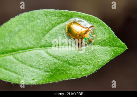Tortue, Aspidimorpha sanctuecrucis, famille - Chrysomelidae Banque D'Images