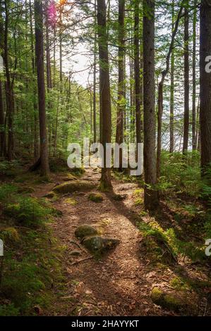 Un sentier de randonnée à travers une forêt d'épinettes rouges, dans une lumière de coucher de soleil. Jeunes arbres d'épicéa et rochers sur le sol de la forêt. Kettle Pond State Park, Groton, Vermont Banque D'Images