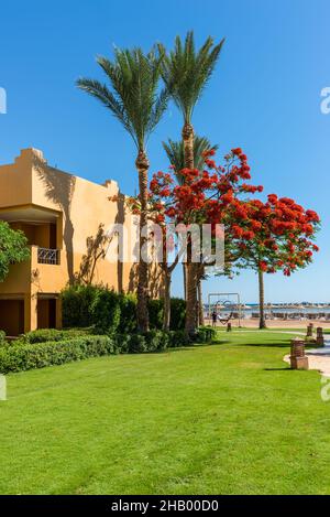 Hurghada, Égypte - 24 mai 2021 : vue sur les villas de l'hôtel et l'arbre à fleurs du Stella Di Mare Beach Resort and Spa situé dans la baie de Makadi, qui Banque D'Images