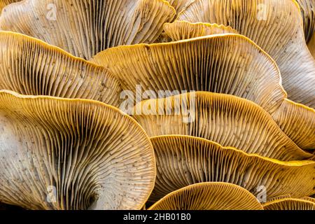 Gros plan sur un groupe de champignons Jack-o-lanterne.Foothills Park, comté de Santa Clara, Californie, États-Unis. Banque D'Images
