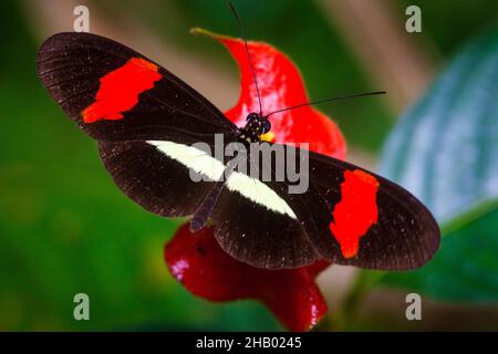 Le beau papillon, le Postman, Heliconius erato petiverana, dans la forêt tropicale du parc national de Soberania, République du Panama, Amérique centrale. Banque D'Images