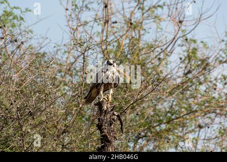 Le faucon de Laggar ou le jongleur de Falco avec expression de colère et d'agression perchée sur un arbre dans le parc national du désert jaisalmer inde Banque D'Images