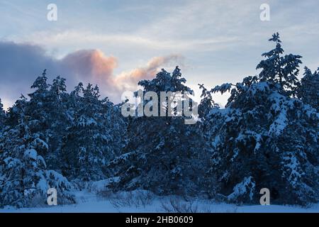 Forêt de conifères à texture hivernale.Paysage de montagne d'hiver avec arbres enneigés.Arrière-plan naturel des dérives.Atmosphère fabuleuse et naturelle Banque D'Images