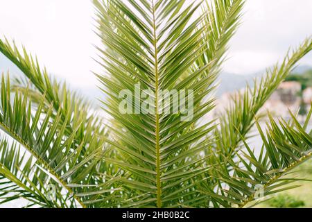 Feuilles de palmier vert vif sur la brousse Banque D'Images