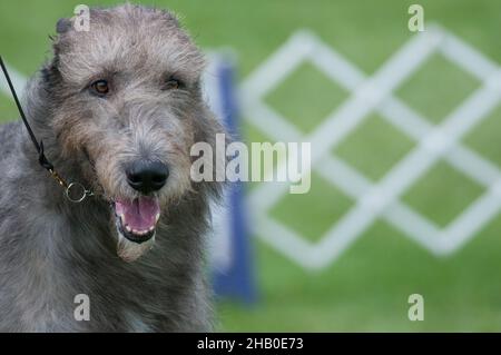 Gros plan sur Irish Wolf Hound Banque D'Images