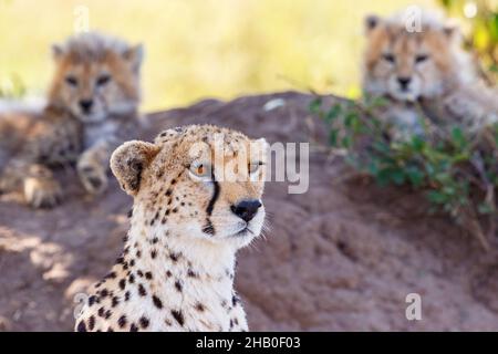 Cheetah avec deux petits reposant sur un termite monticule Banque D'Images