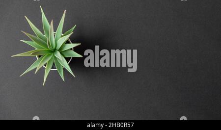 Plantes de cactus artificielles ou en plastique ou faux arbre sur fond de pierre sombre Banque D'Images