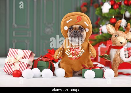 Chien portant le costume de Noël.Bulldog français habillé comme un homme de pain d'épice avec des bras entouré par une décoration festive Banque D'Images
