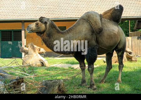 Chameaux asiatiques sur l'herbe.Camelus bactrianus, également appelé chameau arabe, vivant au Moyen-Orient, en Mongolie et en Chine. Banque D'Images