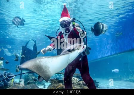 Manille.16th décembre 2021.Le 16 décembre 2021, un plongeur portant un costume du Père Noël interagit avec des créatures marines à l'intérieur de l'océanographie du parc océanique de Manille, aux Philippines.Crédit: Rouelle Umali/Xinhua/Alamy Live News Banque D'Images