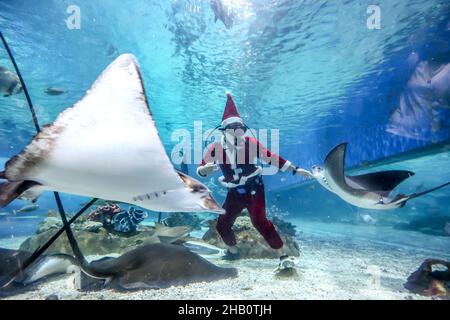 Manille.16th décembre 2021.Le 16 décembre 2021, un plongeur portant un costume du Père Noël interagit avec des créatures marines à l'intérieur de l'océanographie du parc océanique de Manille, aux Philippines.Crédit: Rouelle Umali/Xinhua/Alamy Live News Banque D'Images