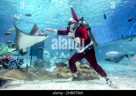 Manille.16th décembre 2021.Le 16 décembre 2021, un plongeur portant un costume du Père Noël interagit avec des créatures marines à l'intérieur de l'océanographie du parc océanique de Manille, aux Philippines.Crédit: Rouelle Umali/Xinhua/Alamy Live News Banque D'Images