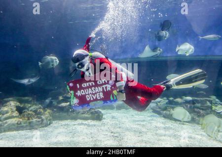 Manille.16th décembre 2021.Le 16 décembre 2021, un plongeur portant le costume du Père Noël nage avec des créatures marines à l'intérieur de l'aquarium du parc océanique de Manille, aux Philippines.Crédit: Rouelle Umali/Xinhua/Alamy Live News Banque D'Images