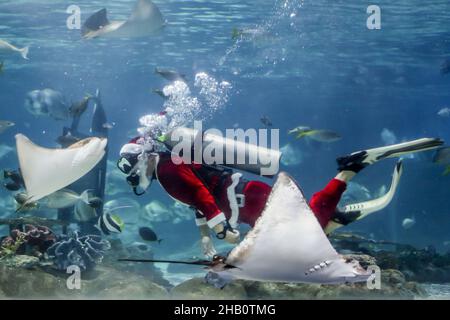 Manille.16th décembre 2021.Le 16 décembre 2021, un plongeur portant le costume du Père Noël nage avec des créatures marines à l'intérieur de l'aquarium du parc océanique de Manille, aux Philippines.Crédit: Rouelle Umali/Xinhua/Alamy Live News Banque D'Images