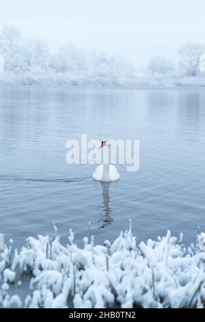 Seul cygne blanc nagez dans l'eau du lac en hiver au lever du soleil.Des arbres enneigés et givré sur fond.Photographie d'animaux Banque D'Images