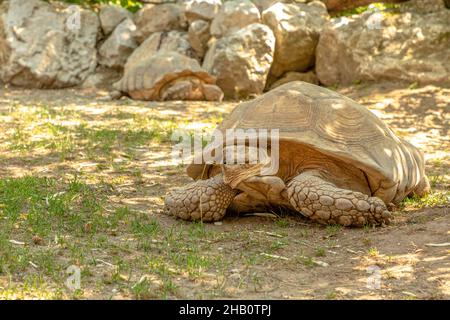 Tortue: Une tortue africaine poussée marche sur l'herbe.Espèces de Centrochelys sulcata de la famille des Testudinidae.Adultes de tortues terrestres indigènes de la Banque D'Images