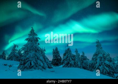 Aurora borealis.Lumières du Nord dans la forêt d'hiver.Ciel aux lumières polaires et étoiles.Paysage nocturne d'hiver avec aurora et forêt de pins.Concept de voyage Banque D'Images