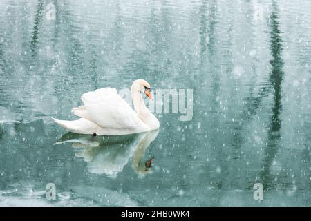 Seul cygne blanc nagez dans l'eau du lac en hiver au lever du soleil.Chute de neige.Photographie d'animaux Banque D'Images