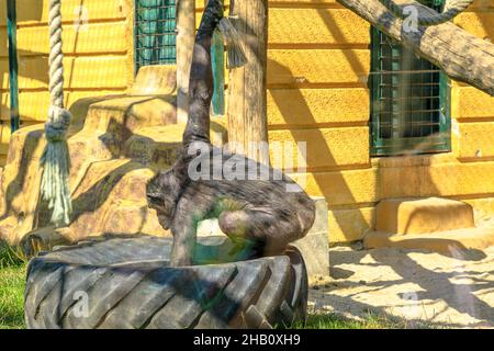 Zagabria , Croatie, - août 2021: Grand chimpanzee commun manger dans le parc Maksimir du zoo de Zagabria.Espèces de troglodytes panées. Banque D'Images