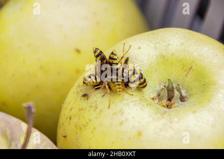 Macro détail des abeilles se nourrissent sur une pomme.Gros plan de Wasp abdomens sur une pomme.Un essaim de blouson jaune mangeait de la pomme rouge sur l'herbe Banque D'Images
