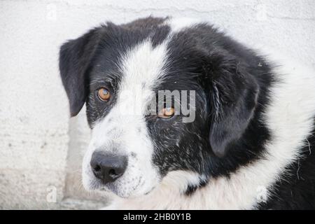 Détail du joli portrait de chien noir et blanc à pois gros plan Banque D'Images